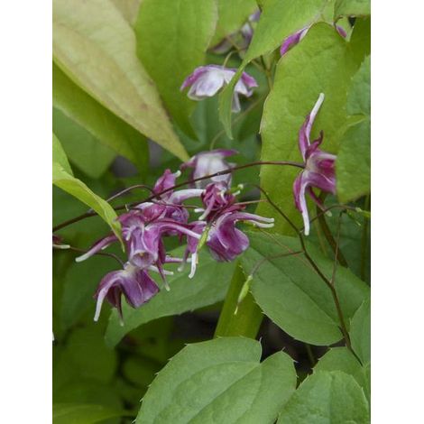 Fleur des elfes à grandes fleurs 'Rubin Krone' Godet de 8/9 cm (1/2)