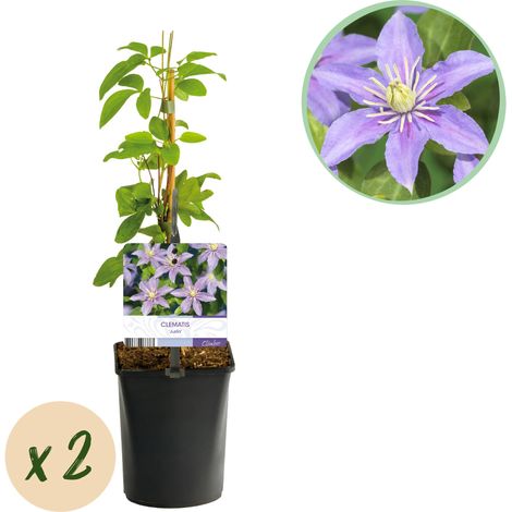 Clématite Justa Plante Grimpante à Fleurs Bleu Clair - Lot de 2 - Pot 11 cm Hauteur 40 cm - PANGIVO (1/4)