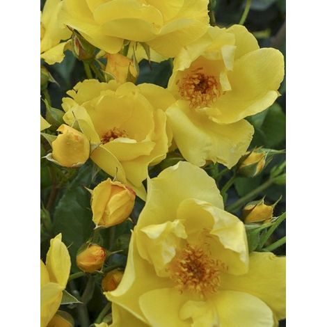 Rosier à massif 'Lemon Fizz ' Pot de 3L/4L (1/3)