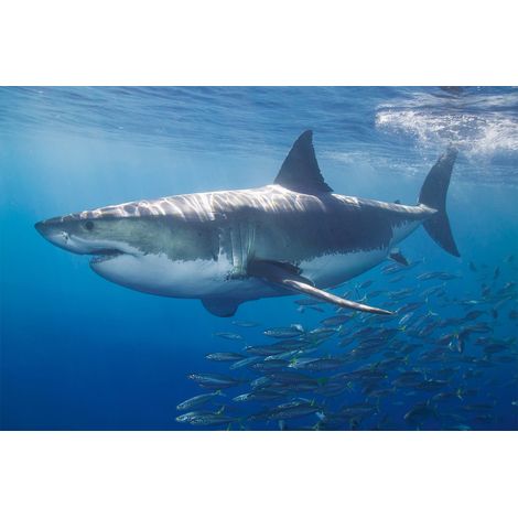 Papier peint panoramique requin blanc | Tapisserie panoramique bleue pour salle de bain | Papier peint panoramique océan - 267 x 400 cm (4 pièces) (1/2)