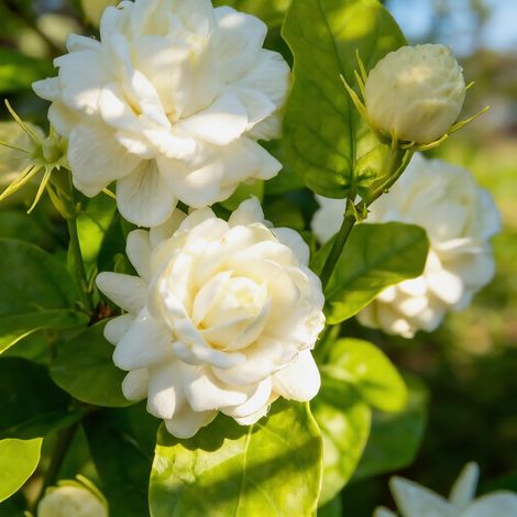 Graines de Jasmin 200, Fleurs Colorées et Parfumées, Plantes Vivaces Non OGM, Jasminum, Jardin et Balcon (1/5)