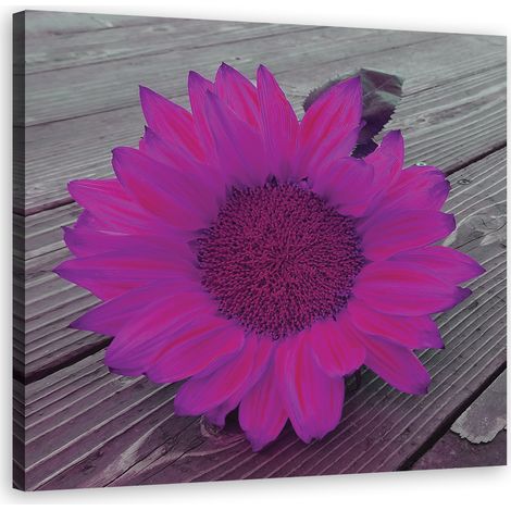Quadro su tela, Girasole rosa - 30x30 (1/4)