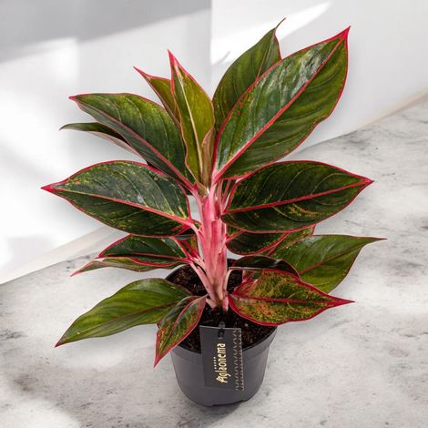 Gardenaria Aglaonema 'Jungle Red' - Pianta da interno ornamentale - Altezza: 50 cm (vaso 12) (1/5)