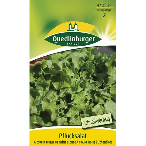Quedlinburger Saatgut – Laitue à couper Feuille de chêne blonde à graine noire – Graines de légumes, pour env. 250 plants (1/2)