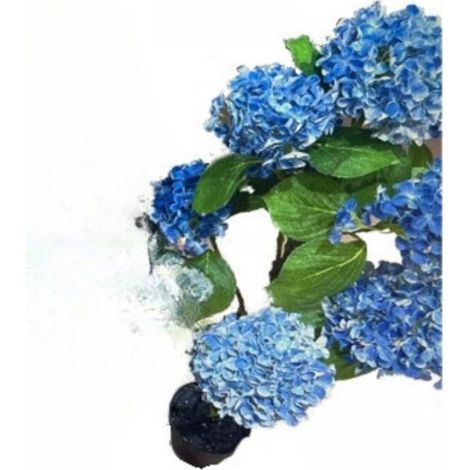 Pianta ornamentale Ortensia colore blu 150H con vaso