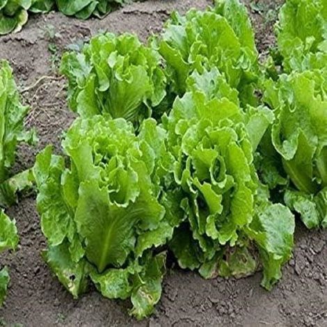 Salat – Blätter – Garten