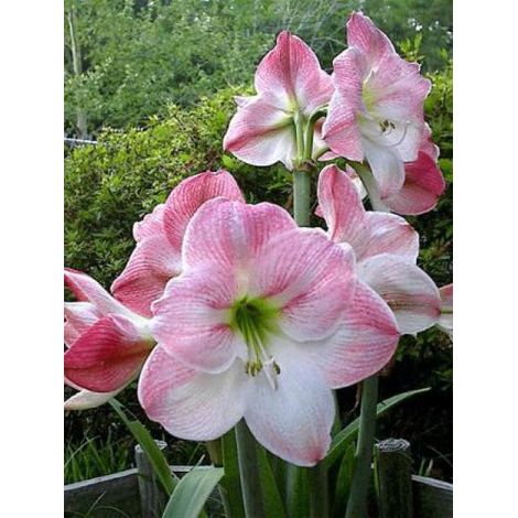 Amaryllis belladonne 'Apple Blossom' Bulbe calibre 30/32, Extra