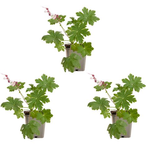 Bloomique - Lot de 3 - Géranium macrorrhizum ‘Spessart’ - Géranium couvre-sol - Floraison abondante - Rustique - Vivace - Parfumée - Hauteur 10-20 cm - Pot 9 cm (1/5)