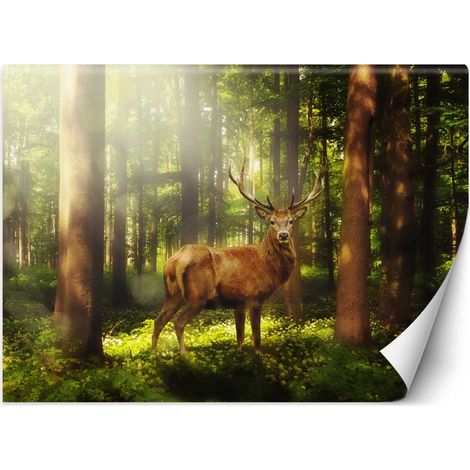 Carta Da Parati, Cervo Animali Foresta Natura - 300x210 (1/5)
