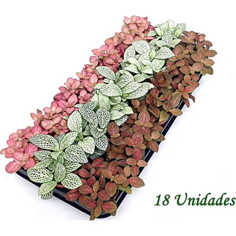 Pack de 18 Plantas de Fitonia Mixta