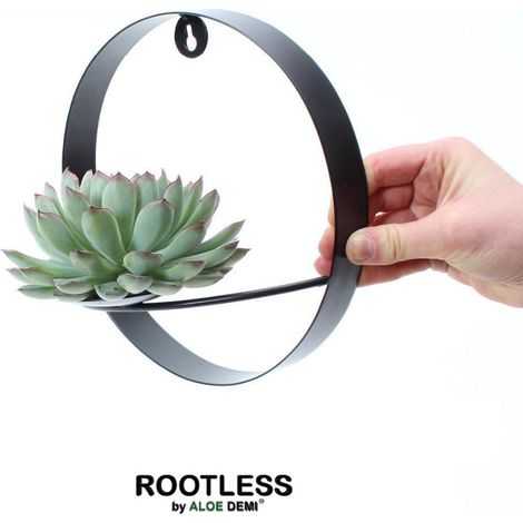 Succulente Echeveria Pulidonis sans Racines avec Support Mural en Métal Noir Ø20 cm - PANGIVO (1/5)