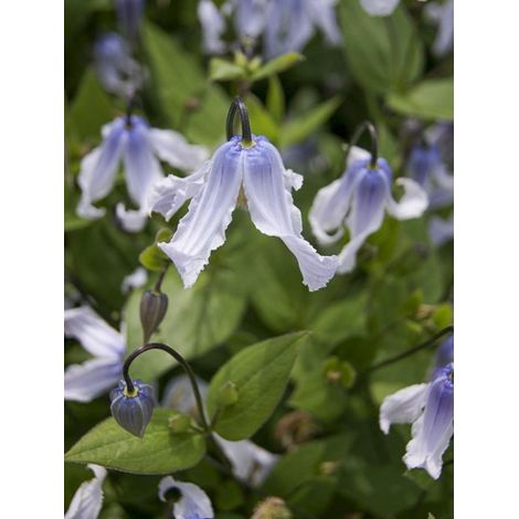 Clématite integrifolia 'Twinckle' Pot de 2L/3L (1/2)