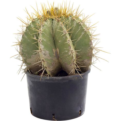 Astrophytum ornatum - cappello del prete - vaso 18 cm (1/2)