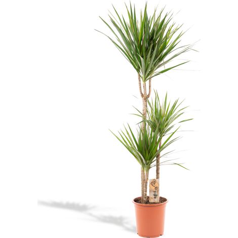 Dracaena Marginata Plante d'Intérieur Dépolluante Dragonnier Facile Entretien 110-120 cm Ø21 cm - PANGIVO