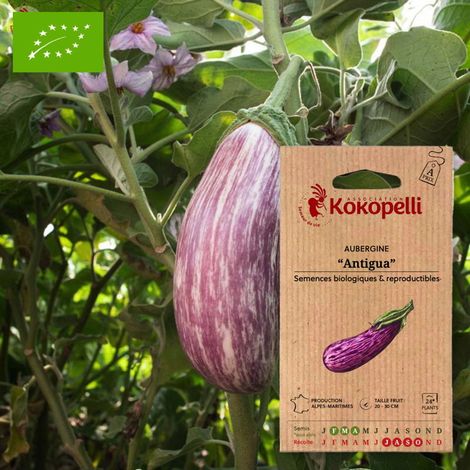 Aubergine Antigua- Graines bio à semer