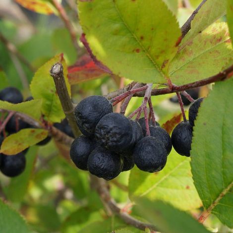 Aronie melanocarpa, Aronia à fruits noir/Pot de 4L - 20/40 cm (1/4)