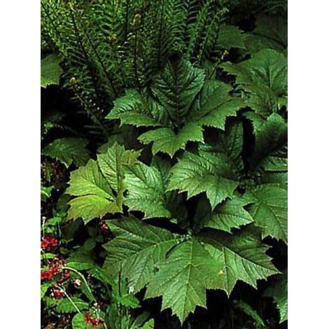 Rodgersia podophylla Godet de 8/9 cm (1/4)
