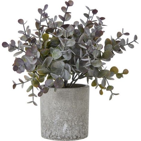 Small Eucalyptus Cinerea Plant in Pot - Plastic - Height 22 cm - Green/Grey