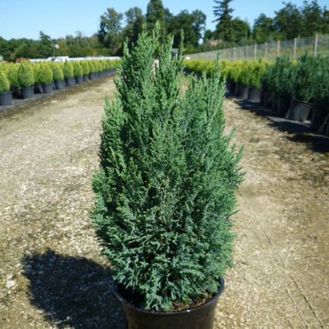 Cyprès de Lawson Ellwoodii 1,5 à 2m – Feuillage persistant vert bleuté – Pot de 4L – Entretien facile et rustique jusqu'à -15°C (1/3)