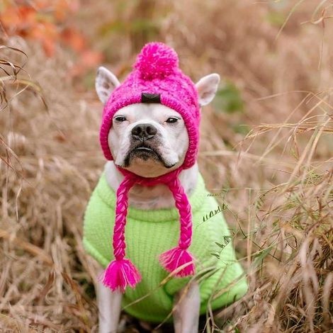 Chapeau d'hiver en tricot pour chien et chat - Avec longue tresse - Accessoires pour tête de chiot - Violet - Taille S (1/5)