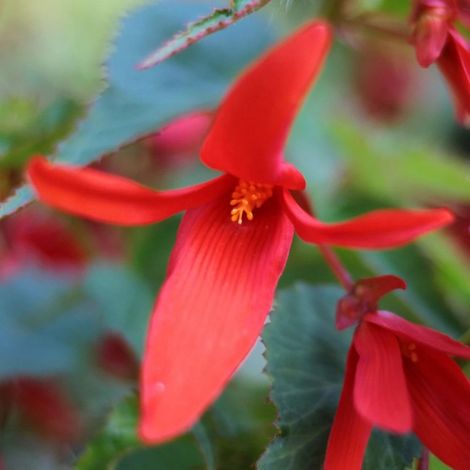 Bégonia Summerwings/Pot de 2 litres