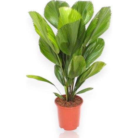 Gardenaria Licuala - Pianta da interno ornamentale - Altezza: 80 cm (vaso 19) (1/5)