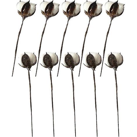 20 tiges de coton séchées