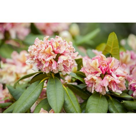 Rhododendron-Hybride 'Brasilia' Rhododendron Hybr.'Brasilia' C 5 30- 40 (1/3)
