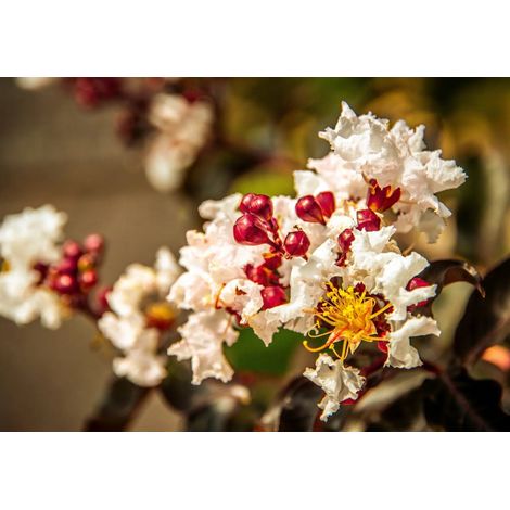 Gardenaria Lagerstroemia indica 'Black Solitaire Pure White' - Arbusto ornamentale da giardino - Altezza: 40/60 cm (vaso19) (1/4)
