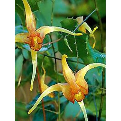 Fleur des elfes 'Amber Queen' Godet de 8/9 cm (1/2)
