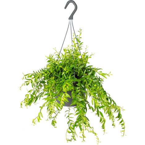 Bloomique - Aeschynanthus Mona Lisa - Plante Rouge à Lèvres - Plante suspendue - Plantes d’intérieur - Sans danger pour les animaux - Hauteur 20-30 cm - Pot 17 cm