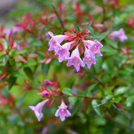 Pépinières Naudet – Abélia x grandiflora 'Edward Goucher' – Arbuste à fleurs roses parfumées – Hauteur à maturité 1-2m – Rustique jusqu'à -10°C (1/5)