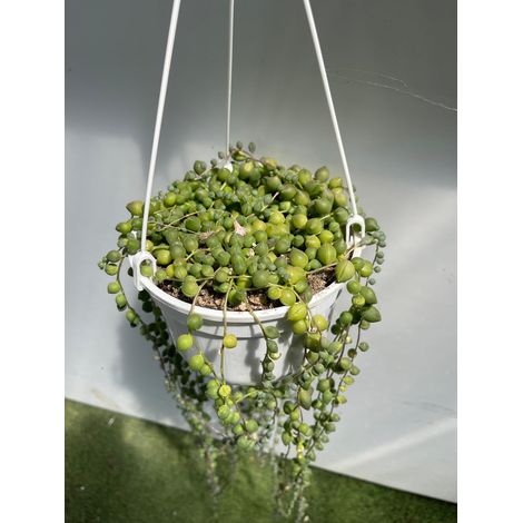 Senecio rowleyanus, plante rosaire, collier de perles photo, plante succulente