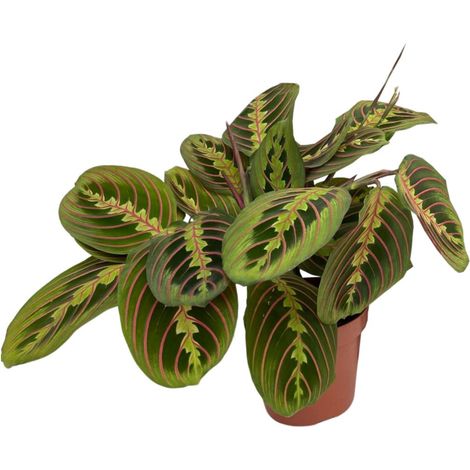 Maranta Fascinator - Plante de Prière d'Intérieur - Feuilles Colorées - Pot Ø12 cm - 20-30 cm - PANGIVO (1/4)