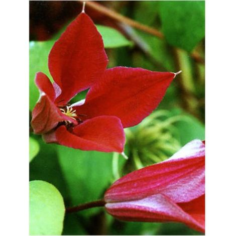 Clématite 'Gravety beauty' Pot de 2L/3L