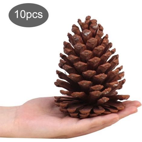 10 Stück weihnachtliche Tannenzapfen, natürliche Tannenzapfen für Tischdekorationen und Bastelgeschenke (1/4)