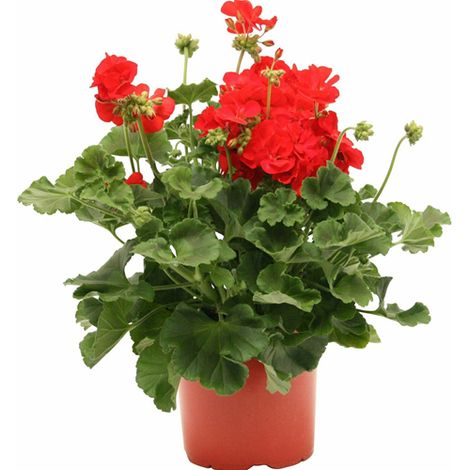 Pianta di Fiori Geranio Edera Parigino Zonali in vaso 14 cm COLORI CASUALI (1/2)