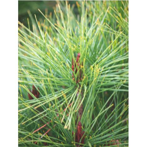 Pinus densiflora 'Alice Verkade' Pot de 4L/5L (1/2)
