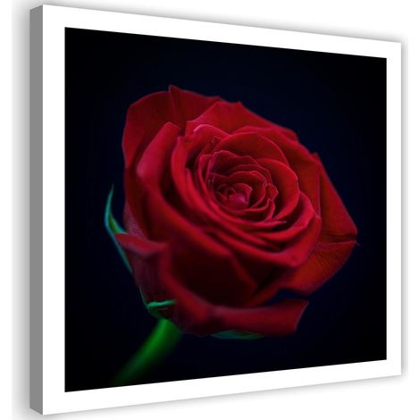 Tableau sur toile Fleur de rose rouge 40x40 (1/5)