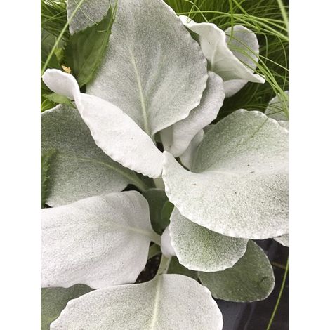 Cinéraire maritime 'Angel Wings' Pot de 2L/3L