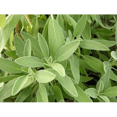 SALVIA OFFICINALIS IN VASO 14CM