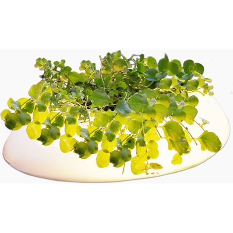 Velda Pflanzeninsel mit LED Floating Pont Light 123507 "Restposten" (1/5)
