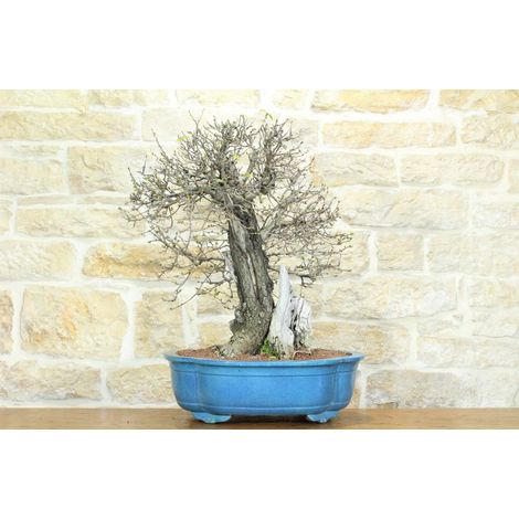 Bonsai di Ciliegio Selvatico (164) (1/5)