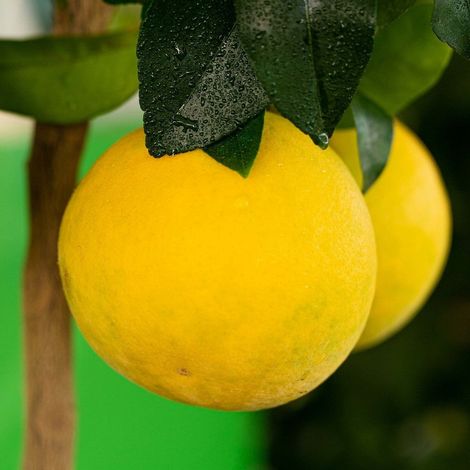 PIANTA DI POMPELMO BIANCO / GIALLO in vaso 24 - età 3/4 anni (foto reali)
