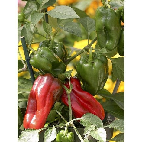 Poivron 'Redskin F1' le sachet de 10 graines (1/2)