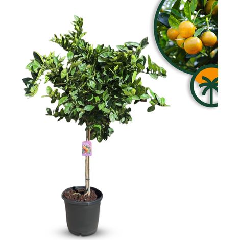Oranger  - Citrus Sinensis - Fruit - Oranger - Citrus Plant - 160 (1/5)