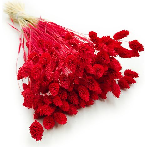 Phalaris seco - Canario - (Cerebro de canario) - Rojo