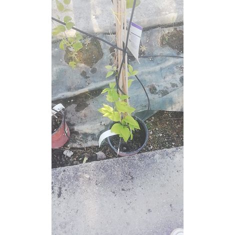 clematis v13