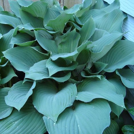 4 x Hosta hybrida 'Blue Mouse Ears' - godet 9x9 cm (1/5)