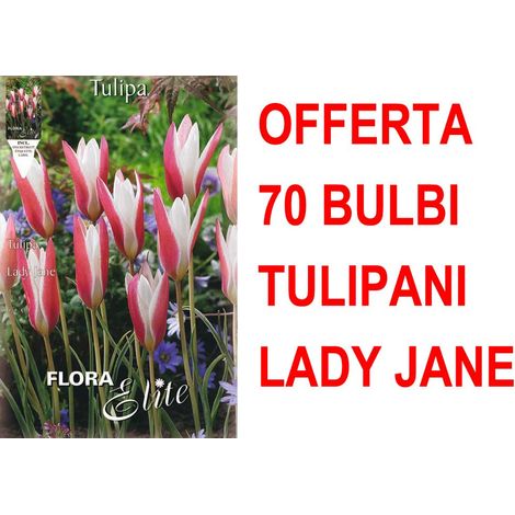 OFFERTA 70 BULBI TULIPANO LADY JANE